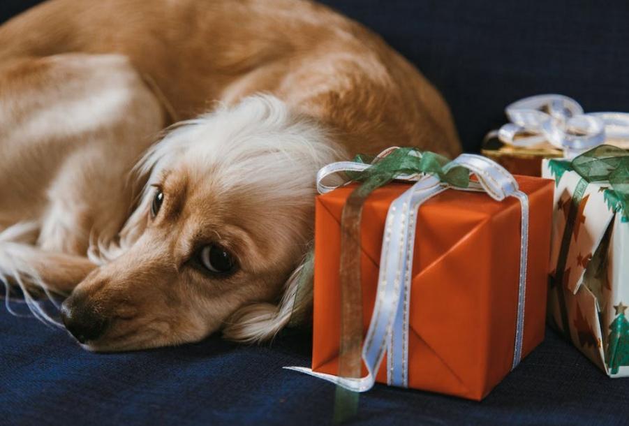 Don't forget to shop for your furry friends this Christmas