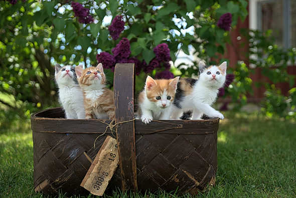 Balcony Catio - the purrfect addition for a house with felines