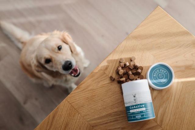 Reduce your pets carbon paw print: 5 tips for sustainable dog ownership