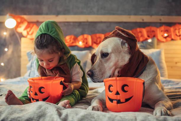 Irelands pet care specialists offer valuable advice for pet owners on Halloween safety