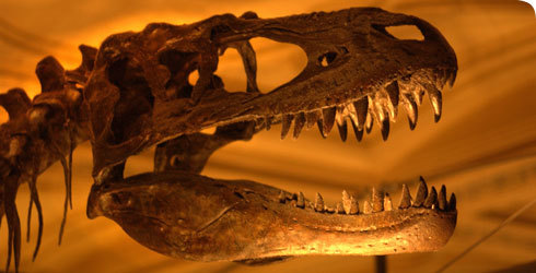 The Natural History Museum
