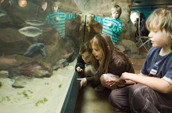 National Marine Aquarium