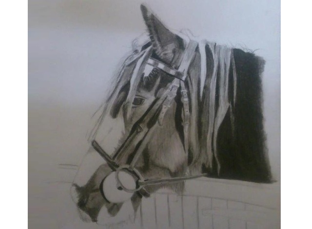Sam Cook Equine Art