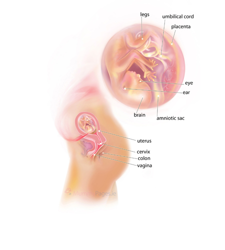 Your Pregnancy Week  16