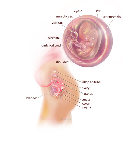 Your Pregnancy Week 9