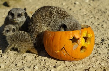 Halloween Spooktacular at Tropical Butterfly House