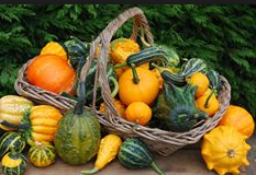 Great Halloween Pumpkin Hunt at Beth Chatto Gardens