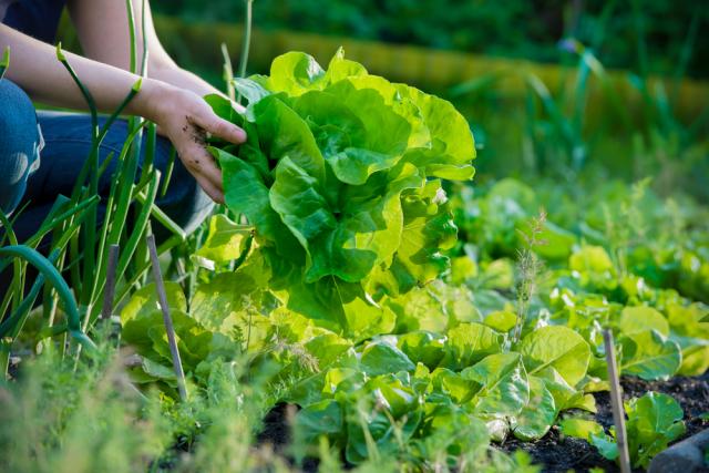 Garden salad