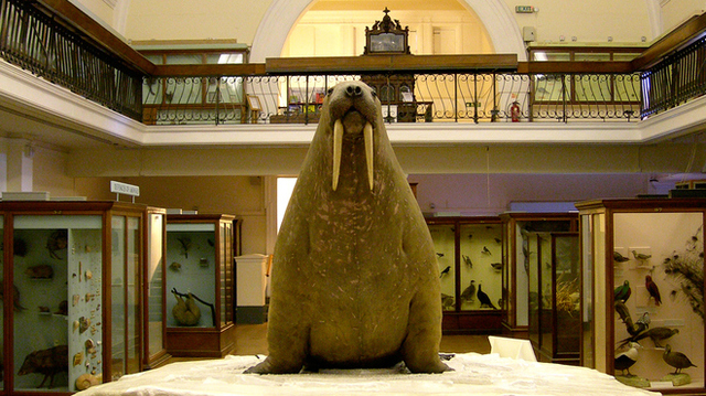 Horniman Museum