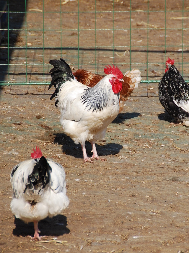 Surrey Docks Farm 