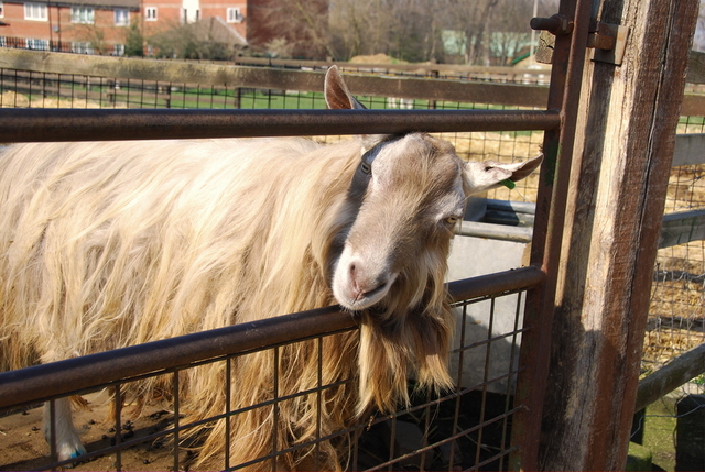 Surrey Docks Farm 