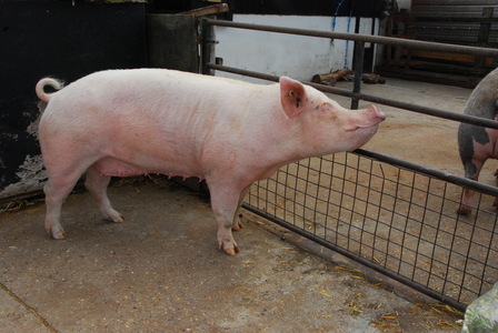 Surrey Docks Farm 