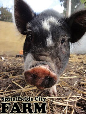 Spitalfields City Farm