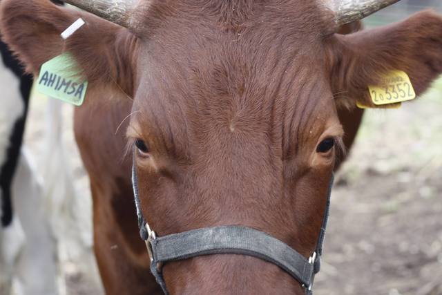 Spitalfields City Farm