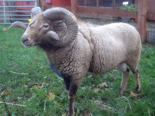 Spitalfields City Farm
