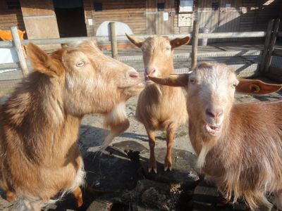 Spitalfields City Farm