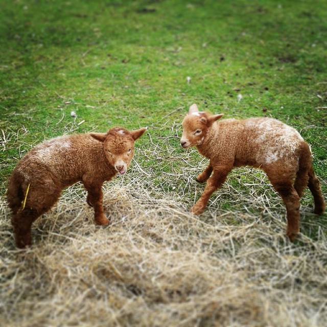 Newham City Farm