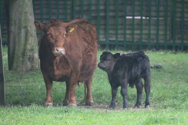 Newham City Farm