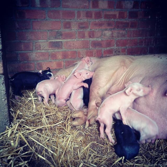 Newham City Farm