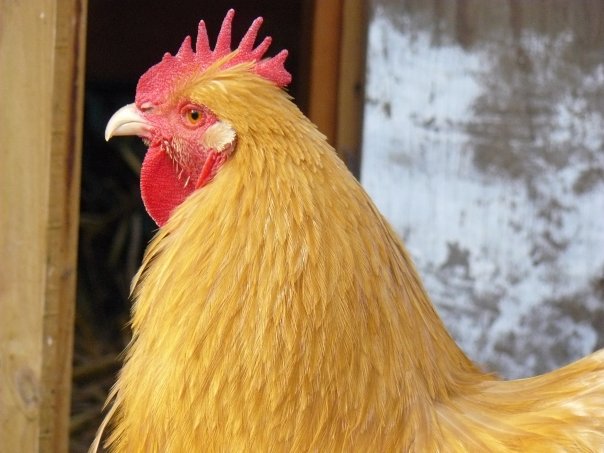 Stepney City Farm