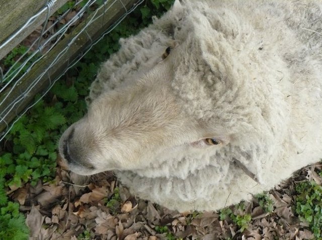 Stepney City Farm