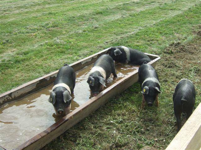 Woodlands Farm