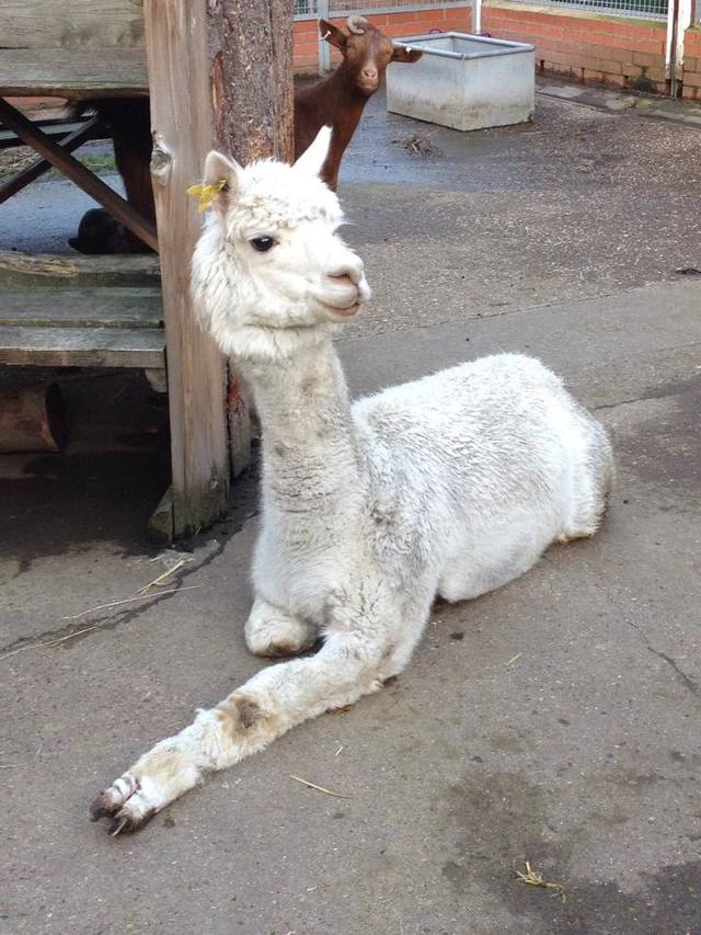 Vauxhall City Farm 