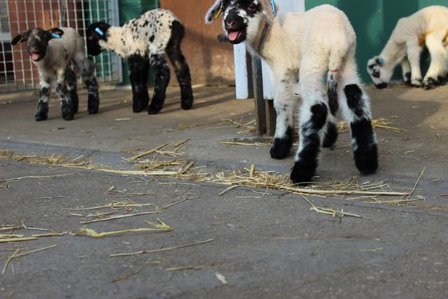 Vauxhall City Farm 