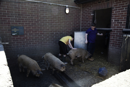 Deen City Farm 