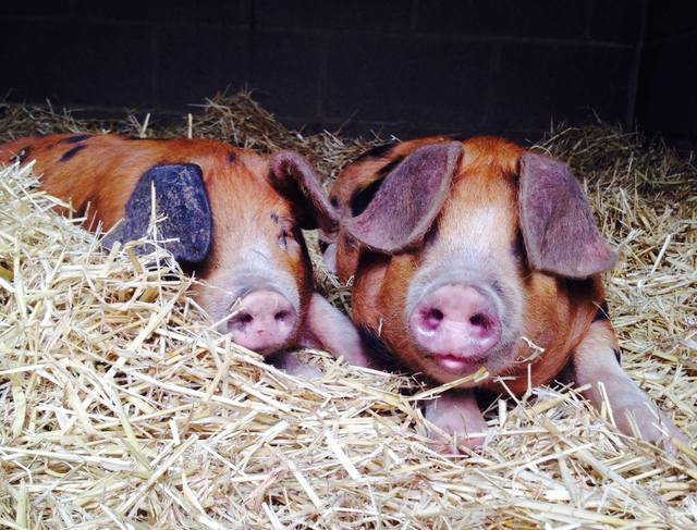 Deen City Farm 