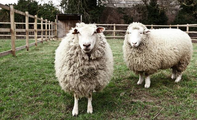 Deen City Farm 