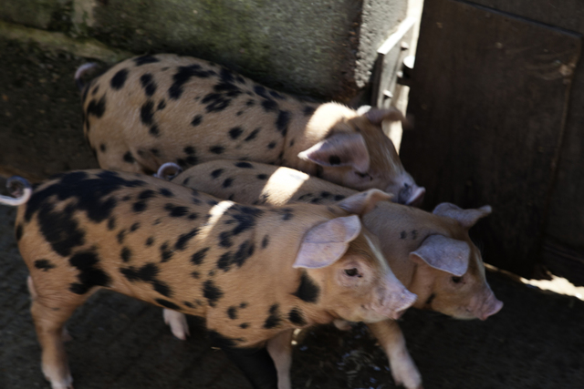 Deen City Farm 