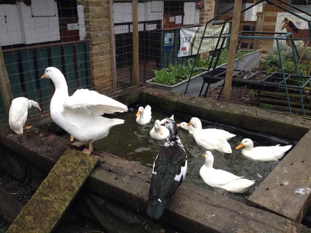 Vauxhall City Farm 