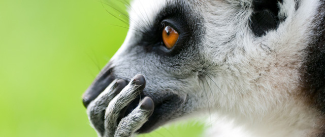 Woodside Wildlife and Falconry Park