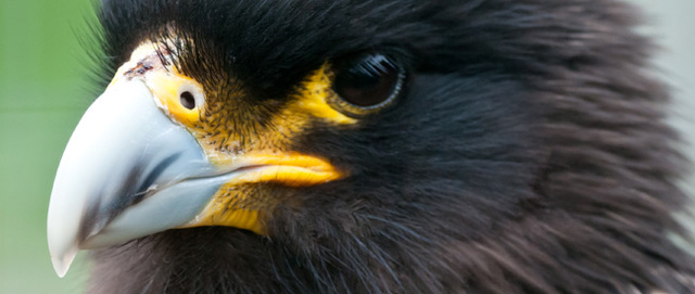 Woodside Wildlife and Falconry Park