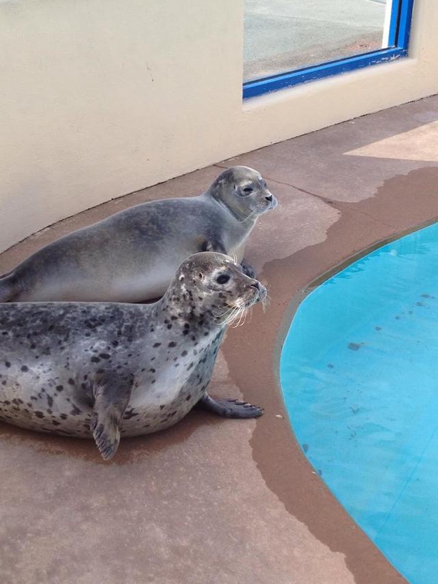 Natureland Seal Sanctuary