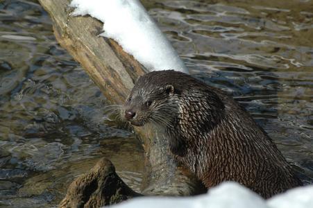 The Chestnut Centre. Otter,Owl and Wildlife Park