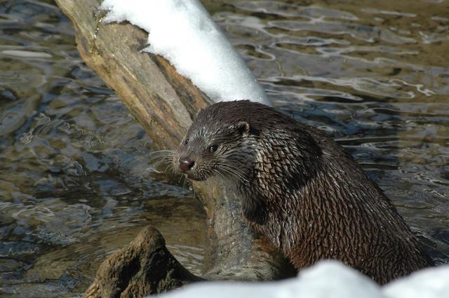 The Chestnut Centre. Otter,Owl and Wildlife Park