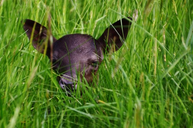The Chestnut Centre. Otter,Owl and Wildlife Park