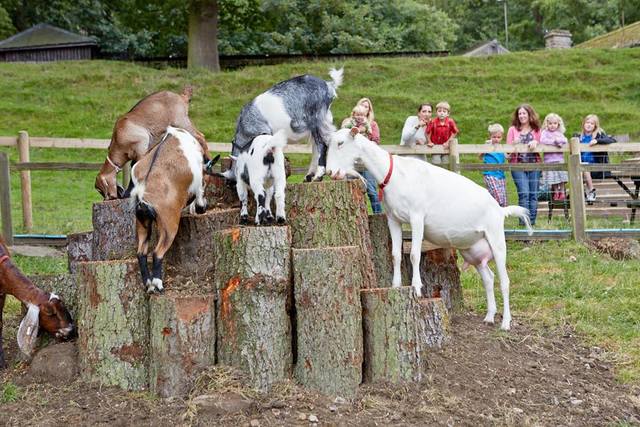Chatsworth Farmyard and Playground