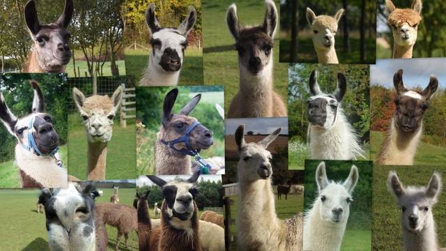 Catanger Llama Trekking