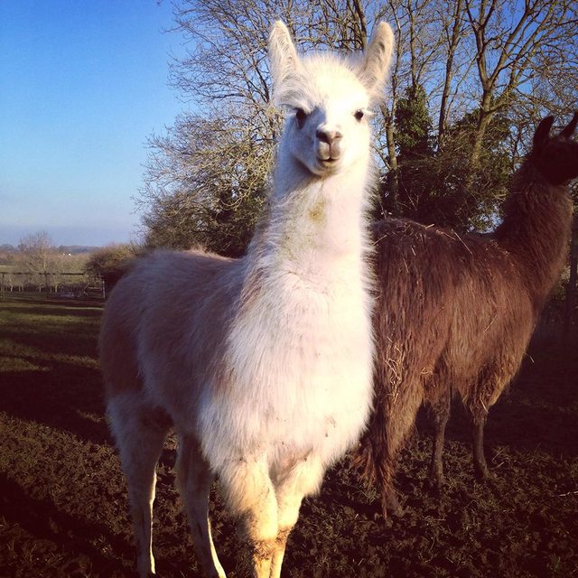 Catanger Llama Trekking