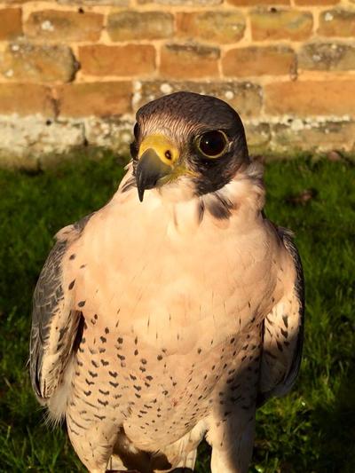 Holdenby Falconry Centre