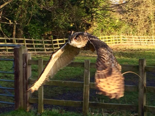 Holdenby Falconry Centre