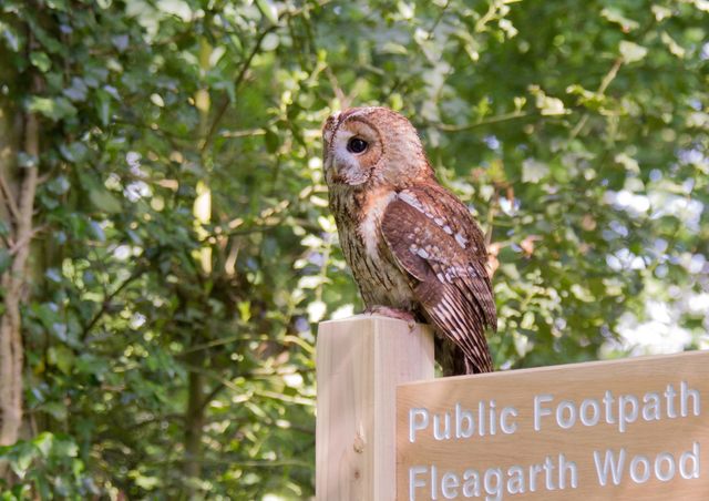 Holdenby Falconry Centre