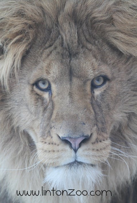 Linton Zoo