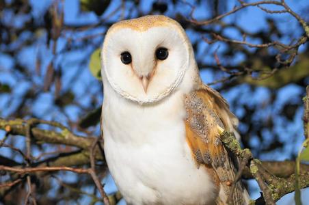 The Raptor Foundation