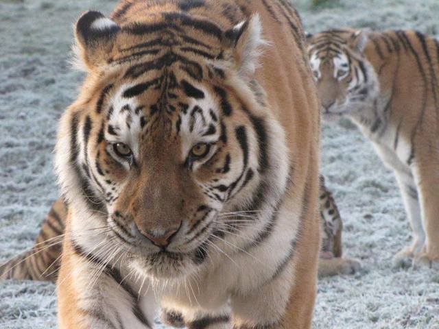 Banham Zoo