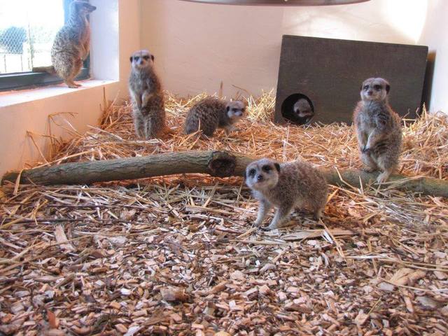 Banham Zoo