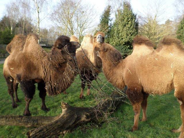 Banham Zoo